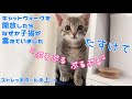 【保護猫】キャットウォーク開放ではしゃぎすぎた子猫の末路【生後71日】Kitten playing on the catwalk