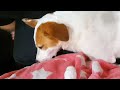 A Sweet Rescued Blind Dog Having A Dream