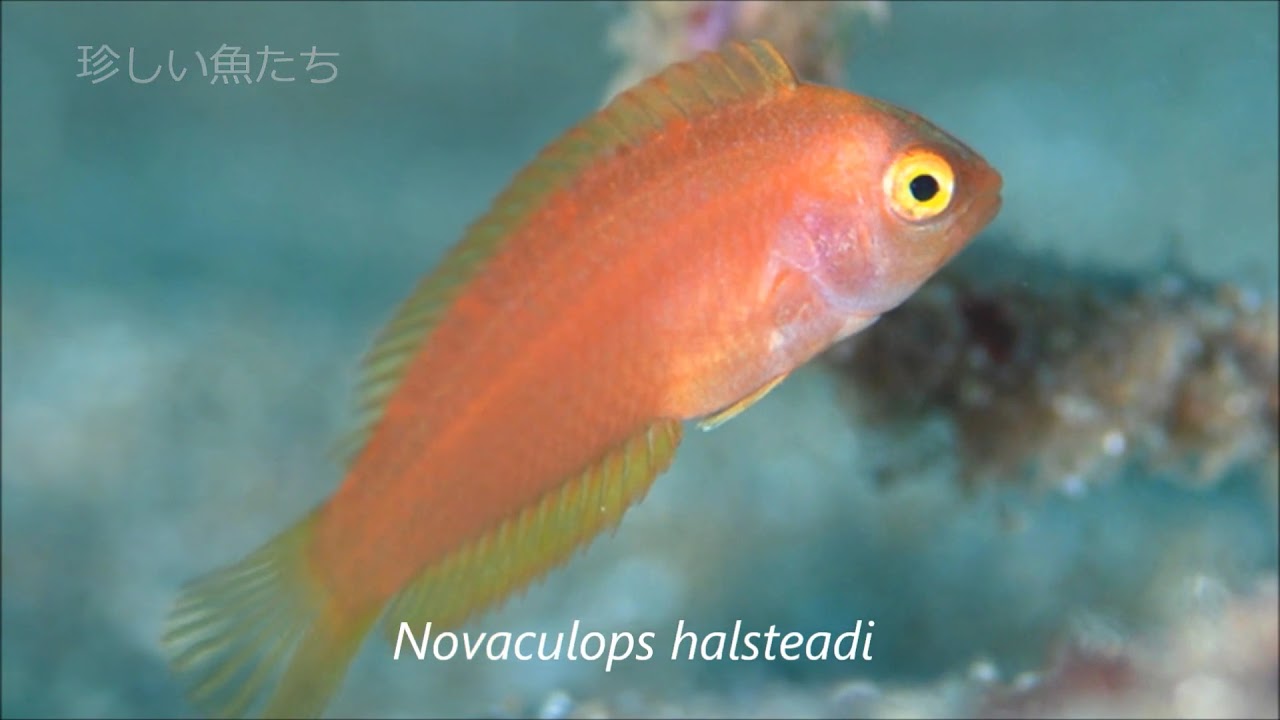 安良里黄金崎公園ビーチの紹介 RenDive