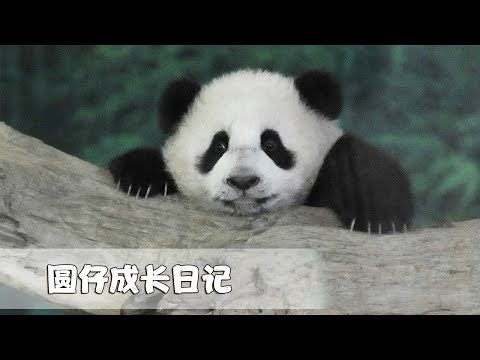 【圓仔特別策劃】5歲生日快樂！| iPanda