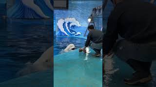 This Dolphin Copies His Owner’s Workout 😂