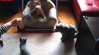 British shorthair cattery Beauty of Freya:  Litter in 2014 - litter Z by Beauty Of Freya Cattery 478 views 9 years ago 3 minutes, 27 seconds