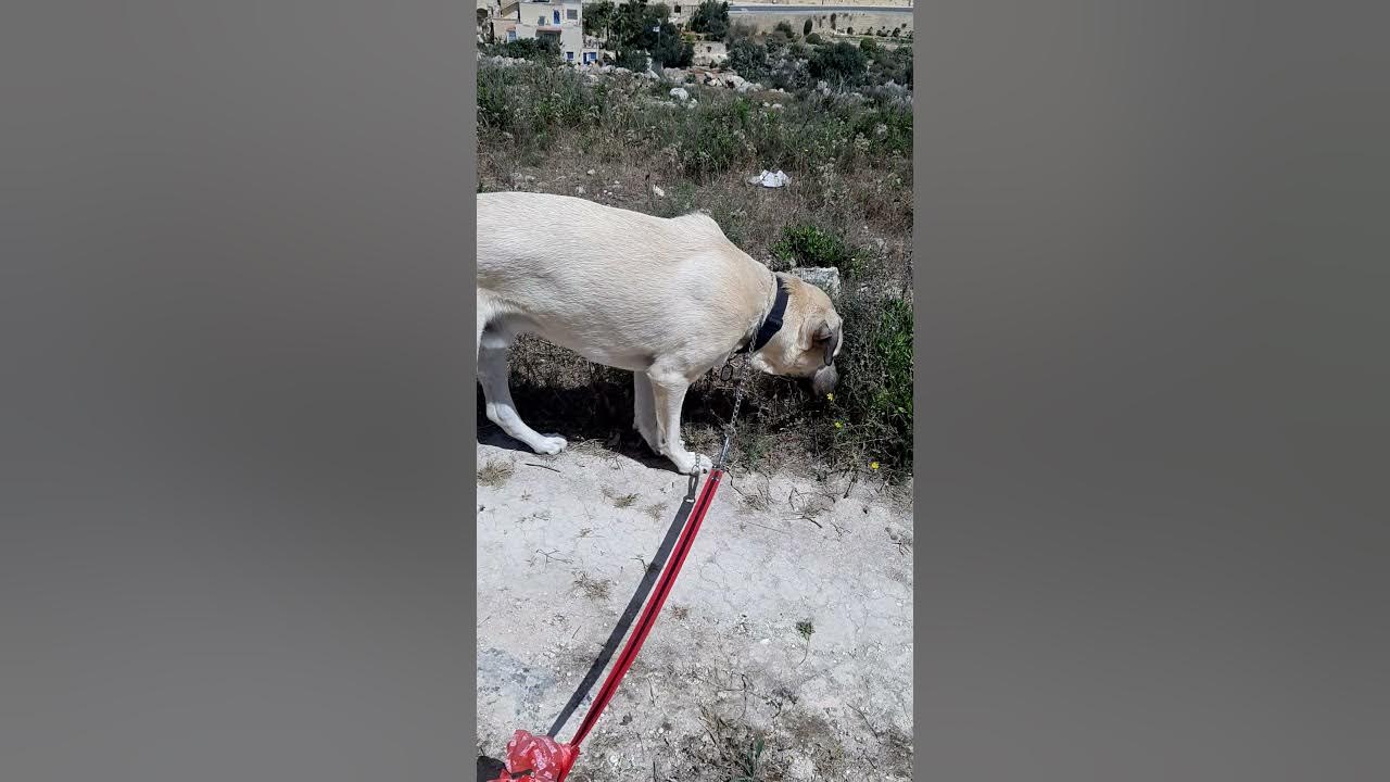 Using a choke chain (corrective collar) on large dog breeds Kangals