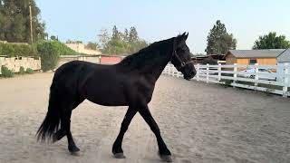 @FriesianApolloStar Apollo get a touch of the Zoomies. 