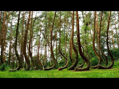 Video: Crooked Forest: In Poland There Is A Mysterious Grove Where 400 Strangely Curved Pines Grow - - Alternative View