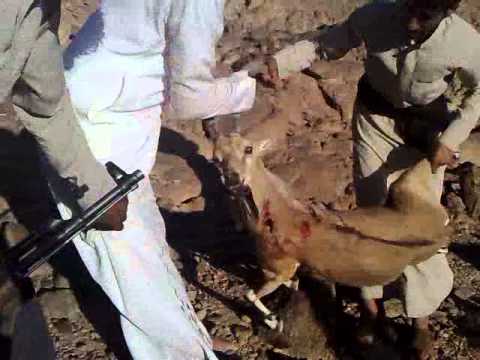 ابو مهيد الكاتم نجم المشيريف