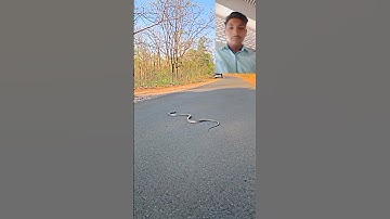 mahadev status mahakal status bholenath status #status #animal #shivshiv #funny #mahadev #snake
