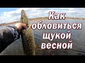 Как ОБЛОВИТЬСЯ ЩУКОЙ Весной !!!  Воблер или Силикон!!! Рыбалка на Спиннинг. Рыбалка с берега.