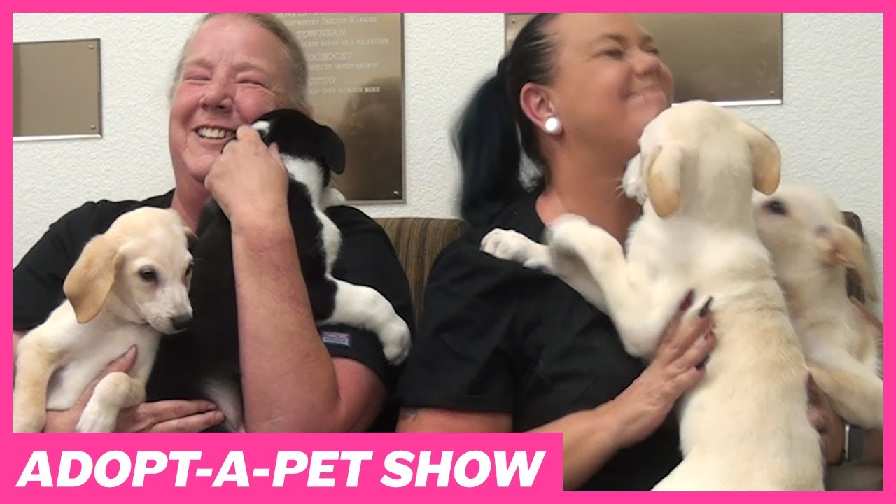Watch the Latest Lake Havasu Adopt A Pet Show (November 4, 2022) YouTube