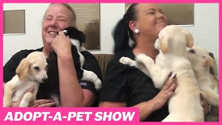 Watch the Latest Lake Havasu Adopt A Pet Show (November 4, 2022)