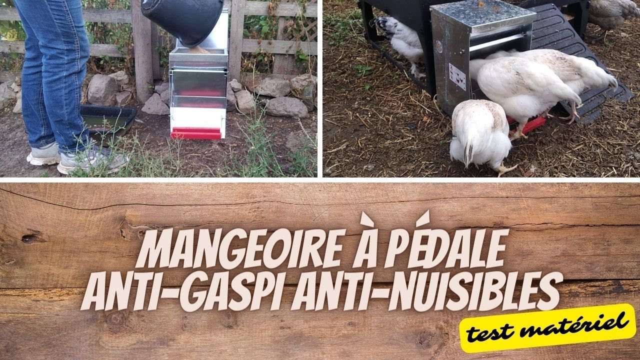 6 Pièces Mangeoire Poules, Mangeoire Poules Anti Nuisible, Mangeoire Poule  Automatique éTanche à la Pluie, pour