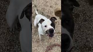 Leo playing with a rope