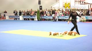 Dog dancing show 'Eurasia  2012 / Russia / Moscow'. Freestyle.