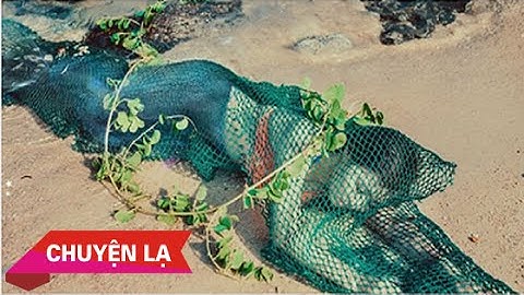 Chuyện lạ Việt Nam - Dân chài bắt được “Nàng Tiên Cá”tại Quảng Nam