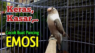 LOVEBIRD GACOR Ngekek Panjang, Suaranya KERAS, KASAR  Cocok Buat Pancing Emosi Lawan