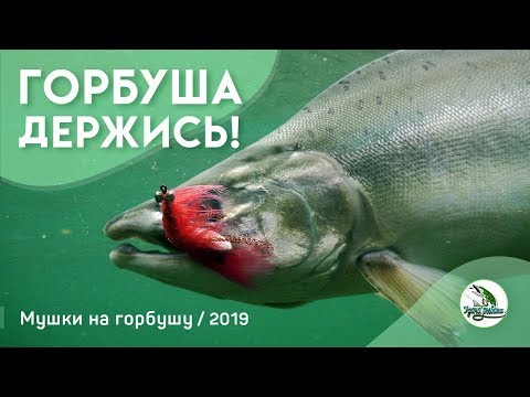 Горбуша. На что ловить горбушу. Вяжем мушку для ловли горбуши. Река Умба Терский берег Кольский п-ов