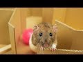 How to Make a Simple Triangular Labyrinth for  Rat