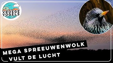 Duizenden spreeuwen komen samen bij zonsondergang | Zelf Geschoten | Vroege Vogels