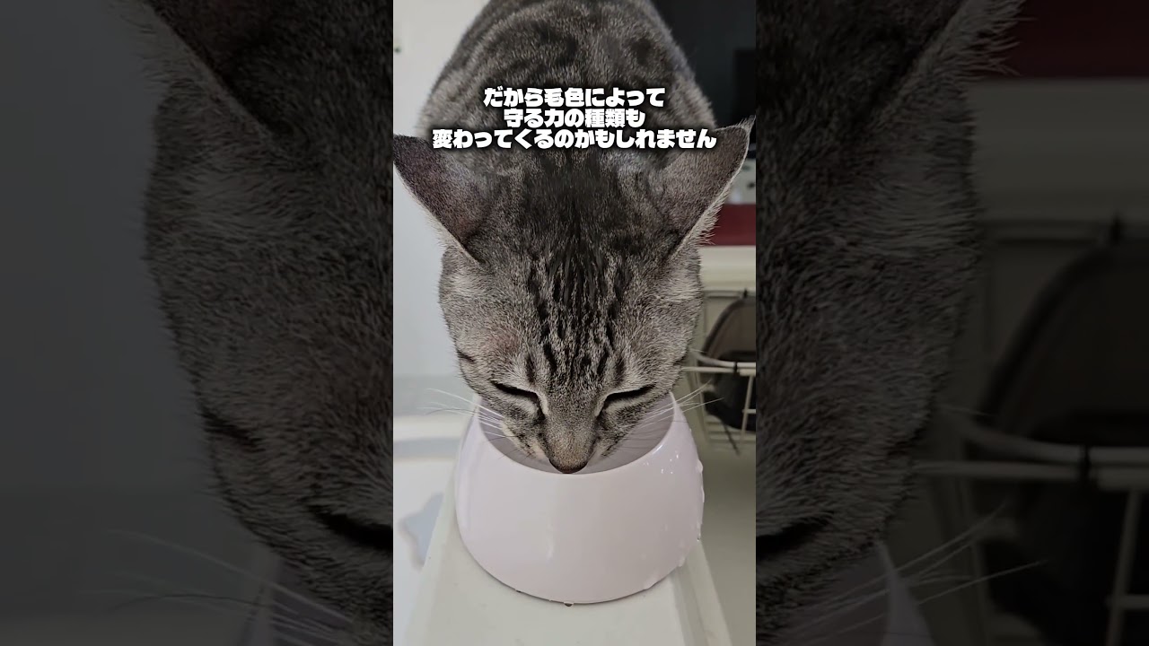 ​毛色の数だけ、意味がある。なぜ毛色によって守る力が変わるのか？#猫スピリチュアル #スピリチュアル #猫のいる暮らし #ねこ #開運