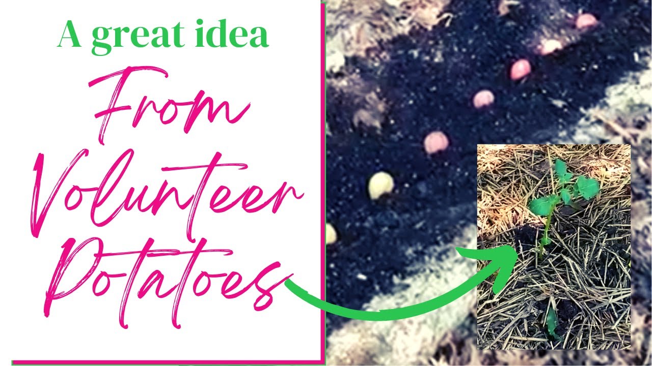 Planting potatoes in July in Maryland Zone 7a. YouTube