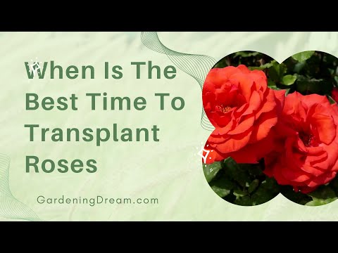 Video: When is the best time to transplant roses? Rules and recommendations