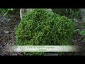 Conifer Noteworthies for Home Landscape | Volunteer Gardener