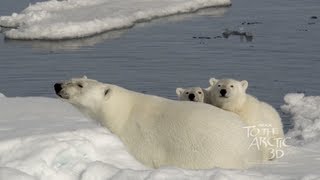 To The Arctic - Survival: Polar Bear Attack