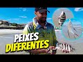 PESCA DE PRAIA MUITAS ESPÉCIES DE PEIXES DIFERENTE!!