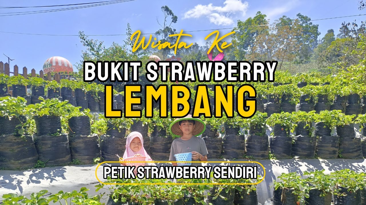 REVIEW LENGKAP BUKIT STRAWBERRY LEMBANG BANDUNG🍓 PETIK STRAWBERRY SAMBIL MENIKMATI VIEW PEGUNUNGAN🍓