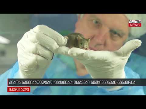 კიბოს საწინააღმდეგო ვაქცინამ თაგვები სიმსივნისგან განკურნა