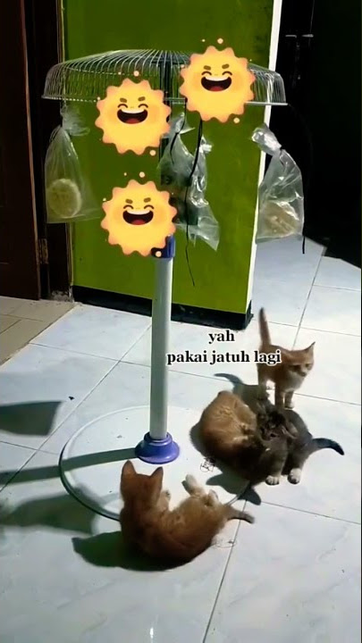 Panjat pinang kucing 😺 #shorts #kucing #kucinglucu #cat #catlover #anabul #lomba #videolucu