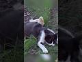"Duckling Thinks Cat Is His Mom... And She Actually Accepts Him! 🐥"#animals#Friendship #Us#cat