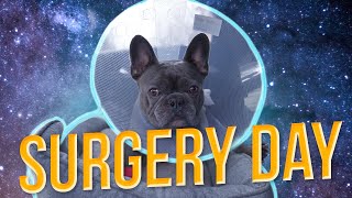 FRENCHIE GETS BOAS SURGERY | ROAD TO RECOVERY  Part 1  |  DOG VLOG