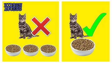 feeding cats one large meal a day better than feeding them several times a day | New Research