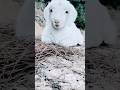 چھوٹے بکری کے بچے کی معصوم آواز Mini Goat Cute Sound دیہاتی زندگی کی خوبصورتی 
