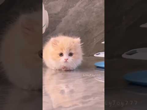 tiny kitten moment🐾