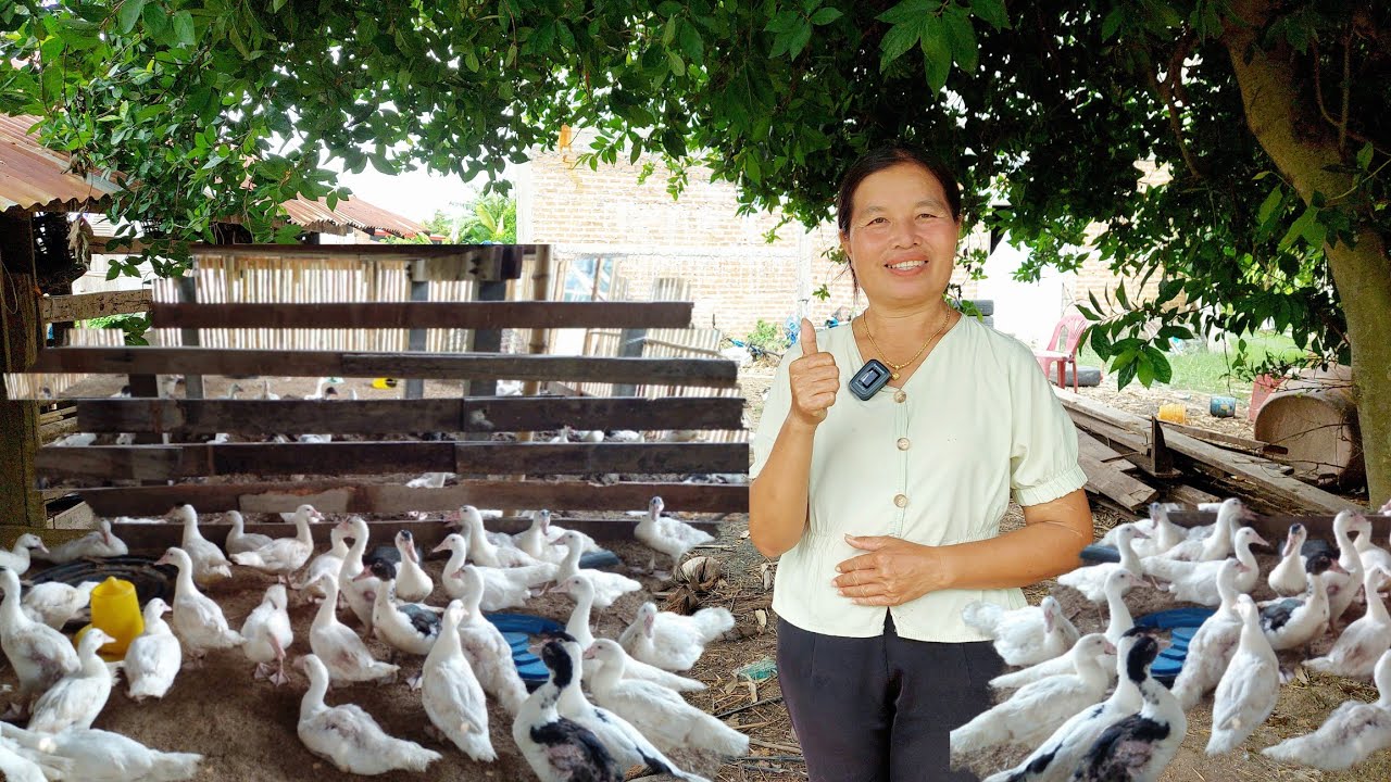 เลี้ยงเป็ดเทศเป็ดบาบารี่ลูกผสมสร้างรายได้เสริม!!อยู่ที่บ้านเลี้ยงง่ายๆ