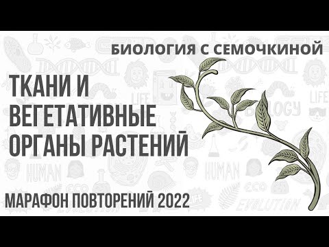 Ткани и вегетативные органы растений | Биология с Семочкиной