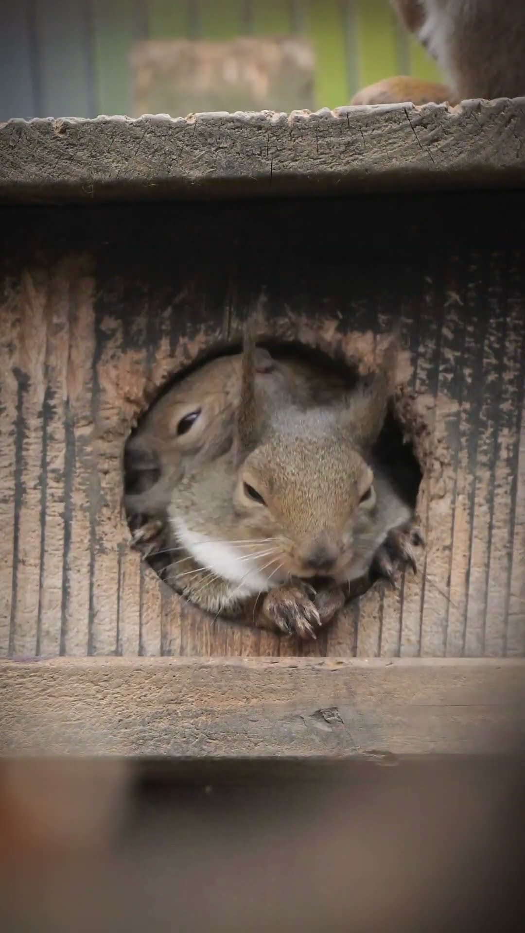 Baby Squirrels Crowd In Hollow || ViralHog