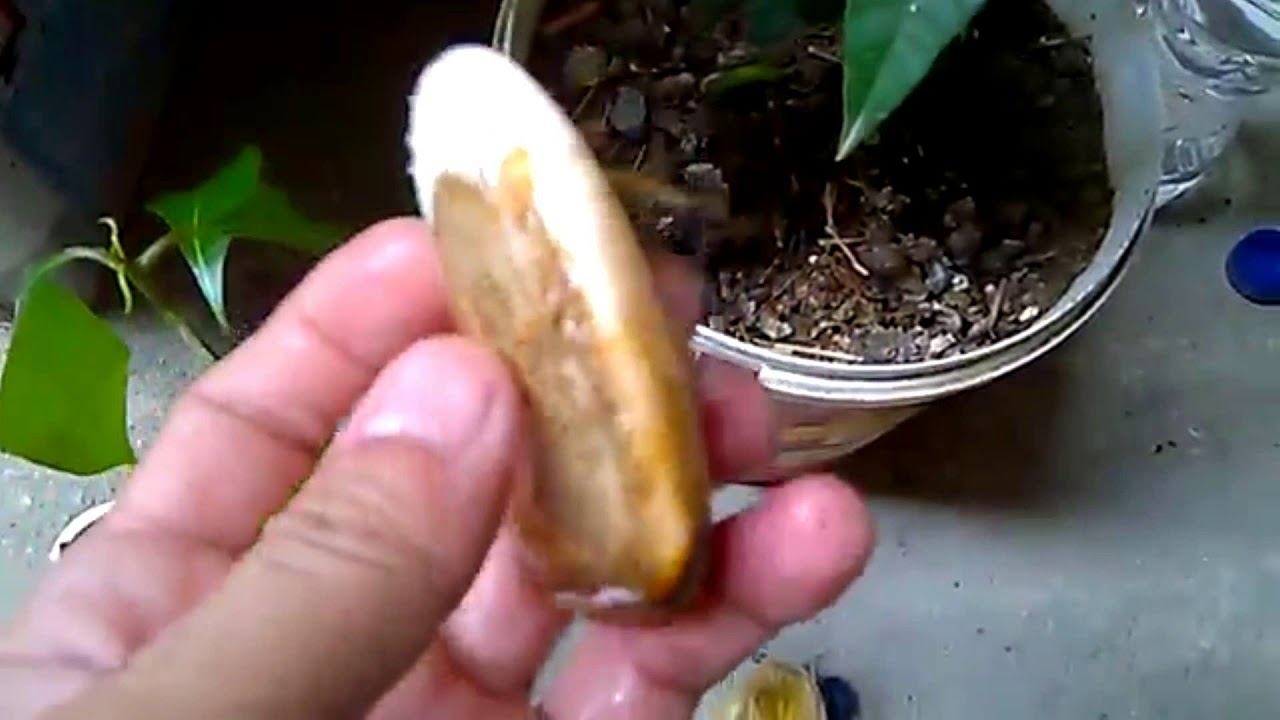 Como plantar Manga por caroço: processo eficiente - YouTube