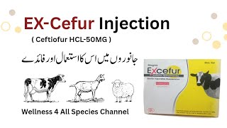 Ceftiofur Injection Cow/Buffalo Dose | Excefur Full Use Guide