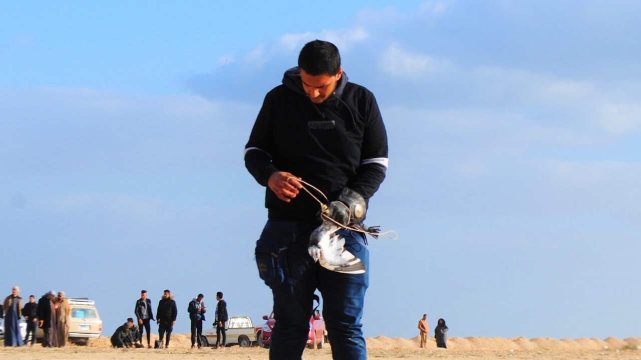 تدريب الصقور من البدايه للنهايه مع صقر وكري - lanner falcon traning