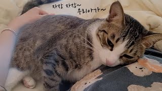 (eng sub)The cat I have is like a person , not a cat!