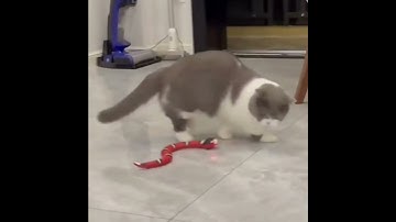 KittyZob™ SmartSlither – The Ultimate Interactive Snake Toy for Cats