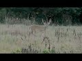 Found a Good One - Whitetail Scouting Aug 10, 2018