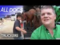 Transporting Polo Horses | Truckers: Season One | Reel Truth Documentaries
