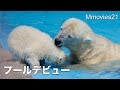 Polar Bear mom invites cub to pool  ホッキョクグマ　プールデビュー2　プールに誘うララ