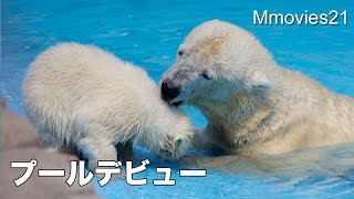 激かわプールデビュー！ホッキョクグマの赤ちゃんを誘うお母さん　Polar Bear mom invites cub to pool