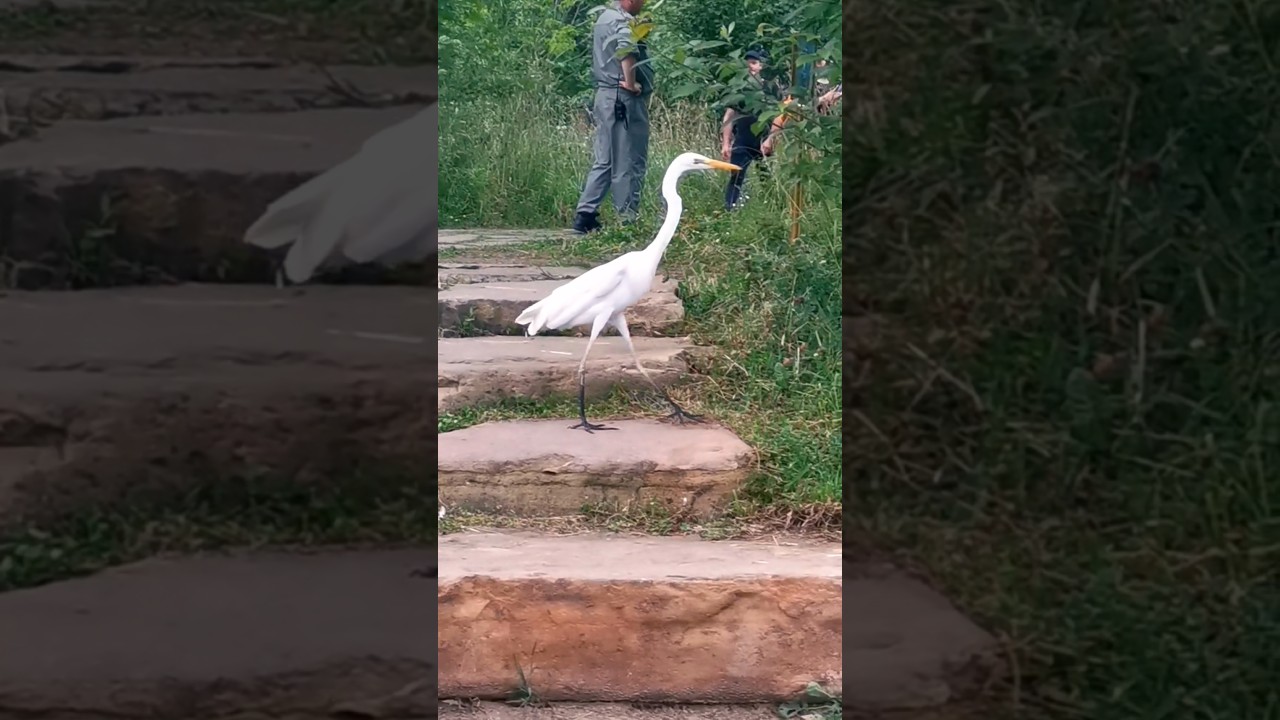 White and grey herons