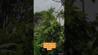 PABUGSO BUGSONG ULAN PA RIN SA AMING PROBINSIYA #weather #weatherupdatefortoday#bagyoph